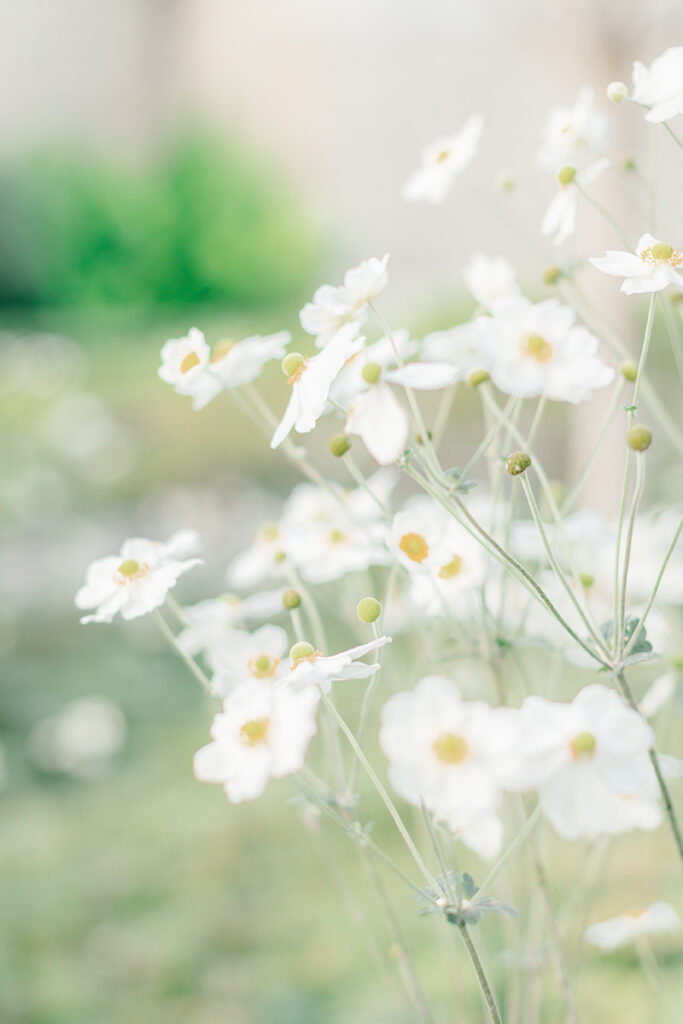 Close-up of delicate white wildflowers in soft natural light, captured as a dreamy garden detail during an engagement session at Greystone Mansion in Beverly Hills.